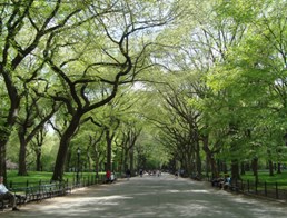 Image of Central Park